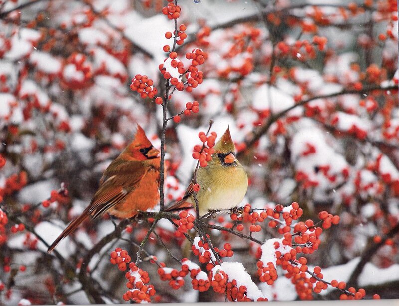 Two Cardinals on Berries