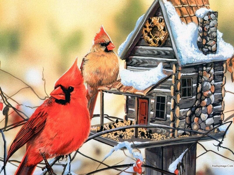 Two Cardinals on Birdhouse