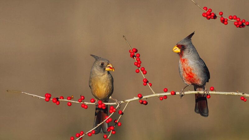 Two Cardinals on Branch — Gray, Calm
