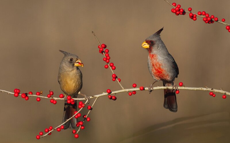 Two Cardinals on Branch — Gray