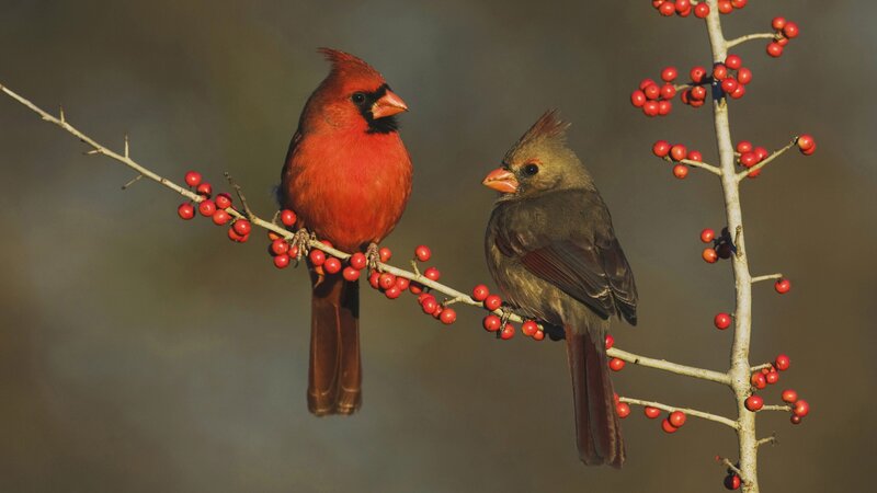Two Cardinals on Branch — Red, Calm, Autumn