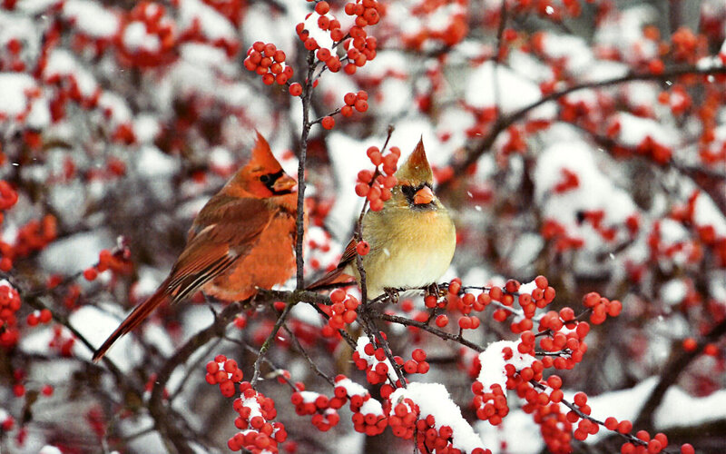 Two Cardinals on Branch — Red, Calm