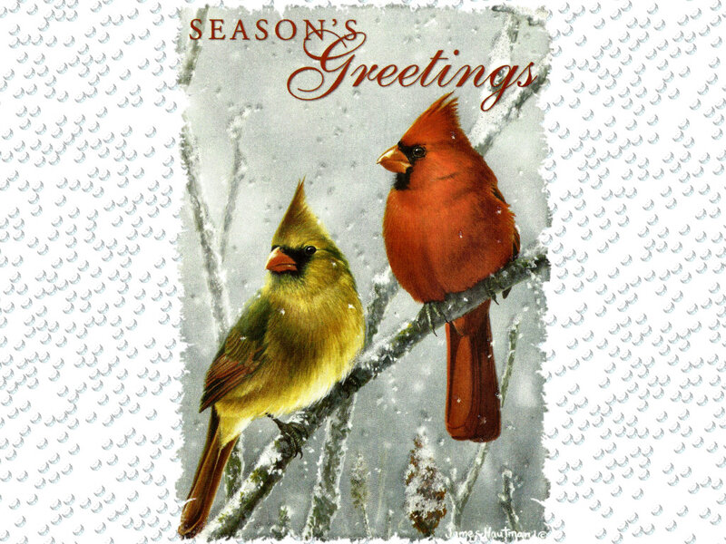 Two Cardinals on Branch — Red, Calm, Winter