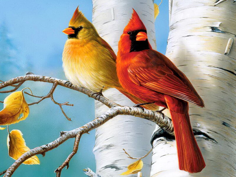 Two Cardinals on Branch — Red, Serene, Autumn, Illustration