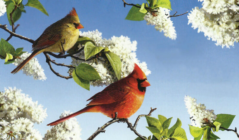 Two Cardinals on Branch — Red, Serene, Spring, Painting, White Flowers