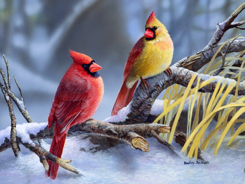 Two Cardinals on Branch — Red, Serene, Winter