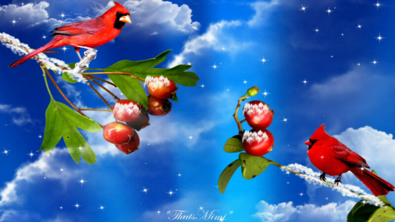 Two Cardinals on Branches — Red