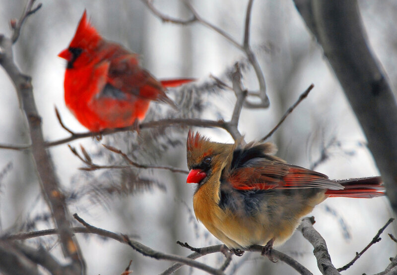 Two Cardinals on Branches