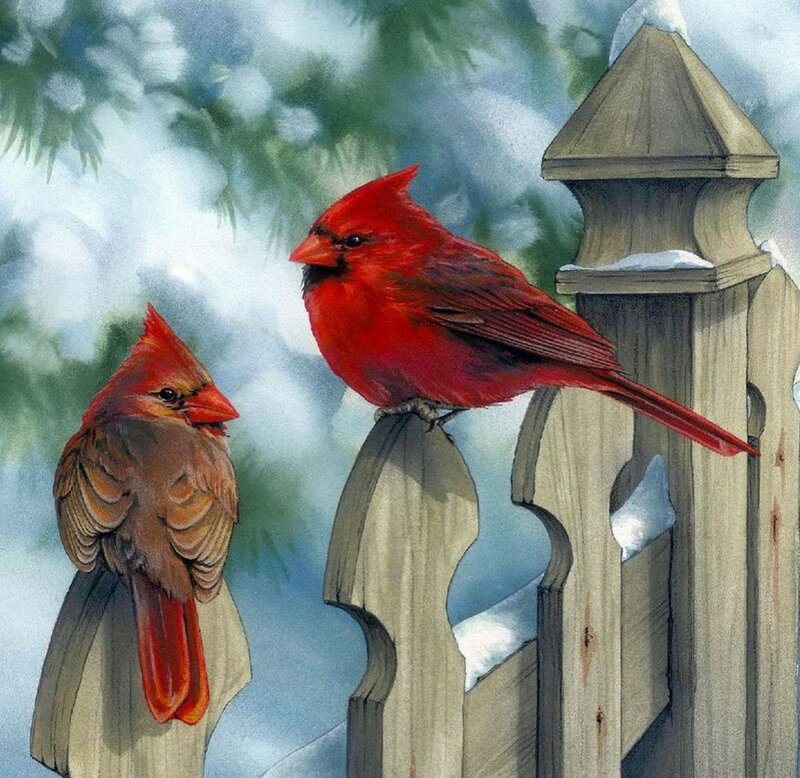 Two Cardinals on Fence — Red, Calm
