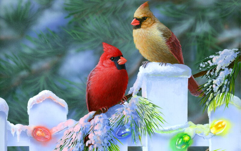 Two Cardinals on Fence — Red, Peaceful