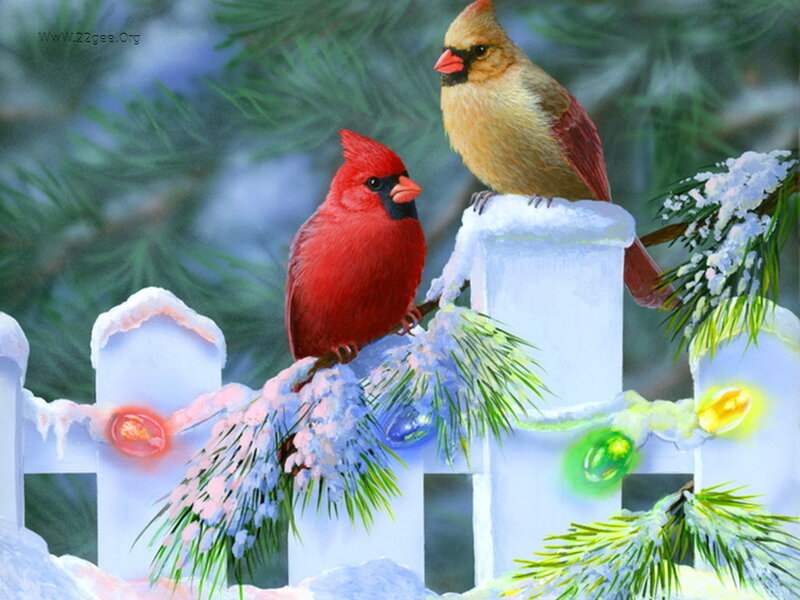 Two Cardinals on Fence — Red