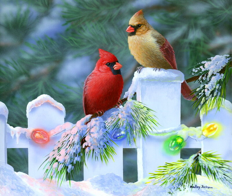 Two Cardinals on Fence