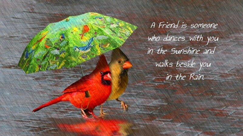 Two Cardinals under Umbrella — Red