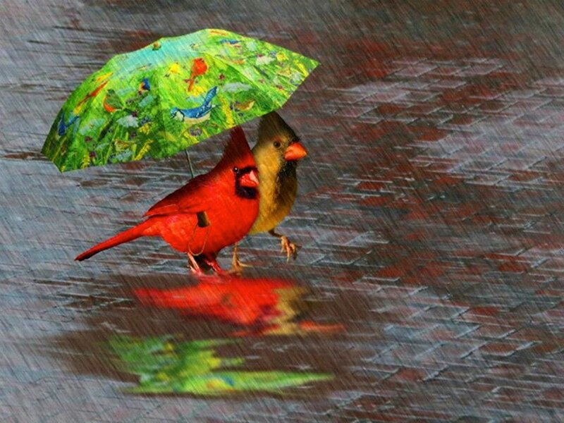 Two Cardinals under Umbrella