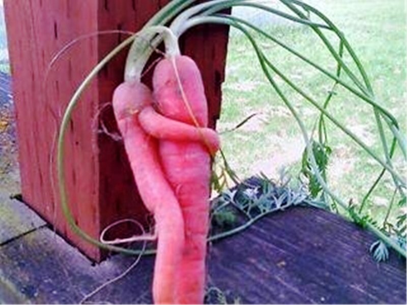 Two Carrots Hugging — Orange