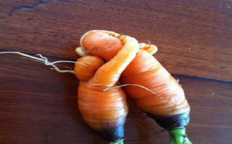 Two Carrots Hugging