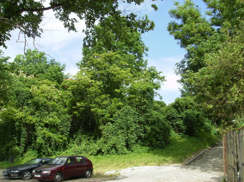 Two Cars in a Wooded Area