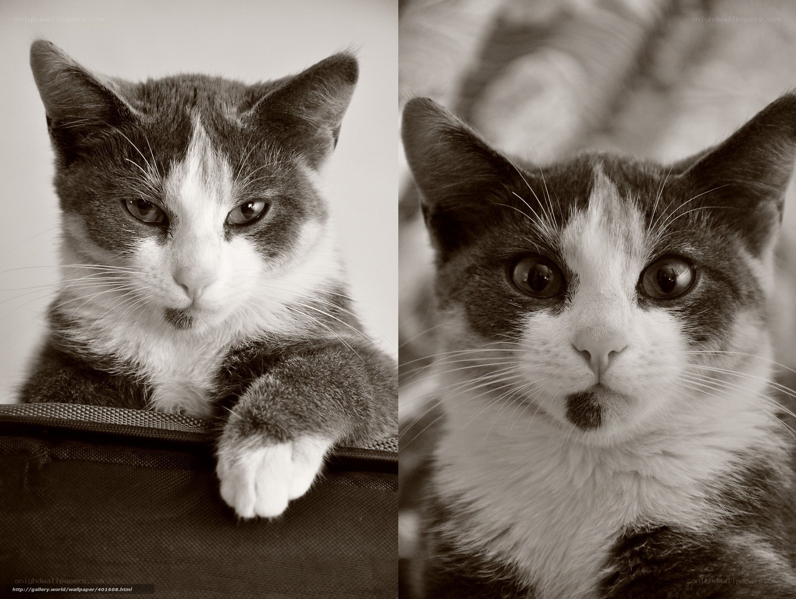 Two cat portraits in sepia