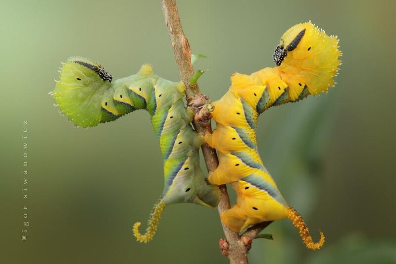 Two Caterpillars on Branch