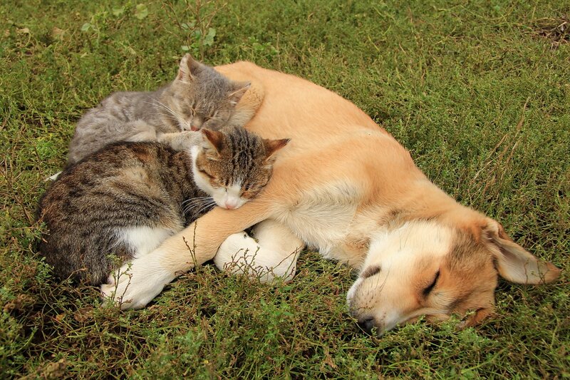 Two Cats and a Dog — Green, Peaceful