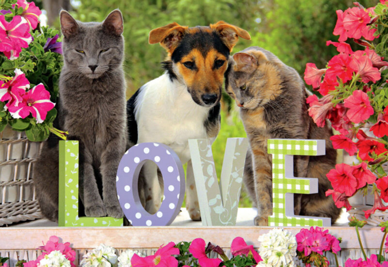 Two Cats and a Dog — Green