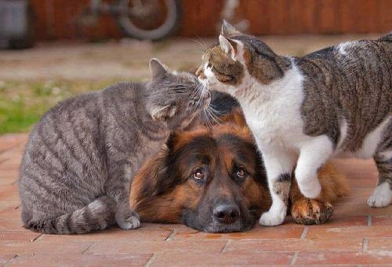 Two Cats and a Dog