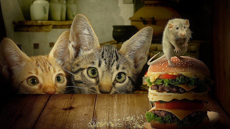 Two Cats and a Mouse