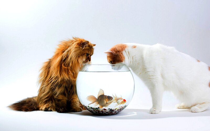 Two Cats and Goldfish