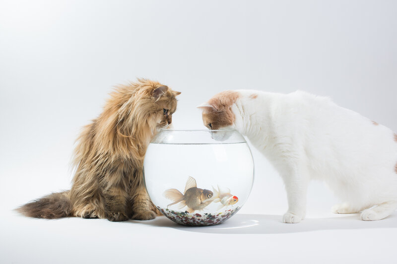 Two Cats and Goldfish — White