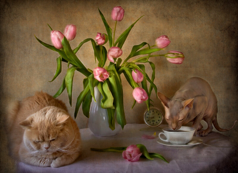 Two Cats and Tulips
