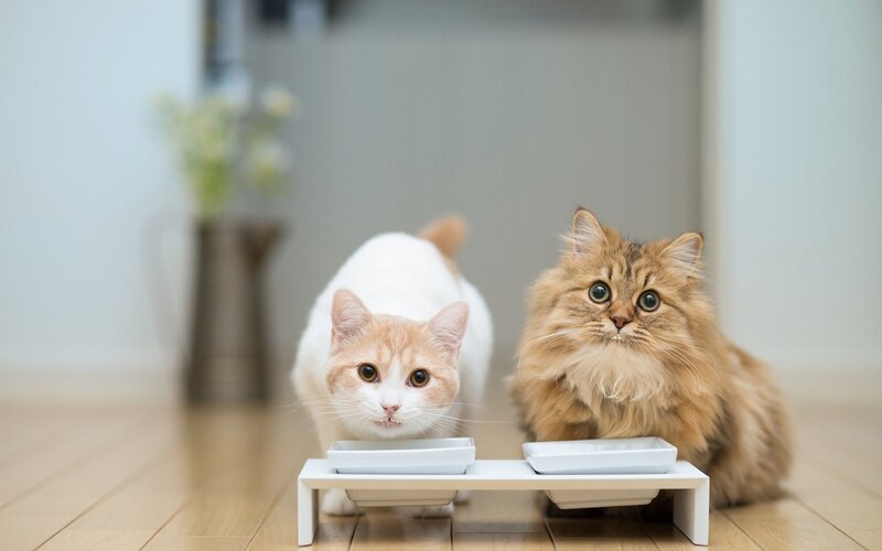 Two cats at a feeding station