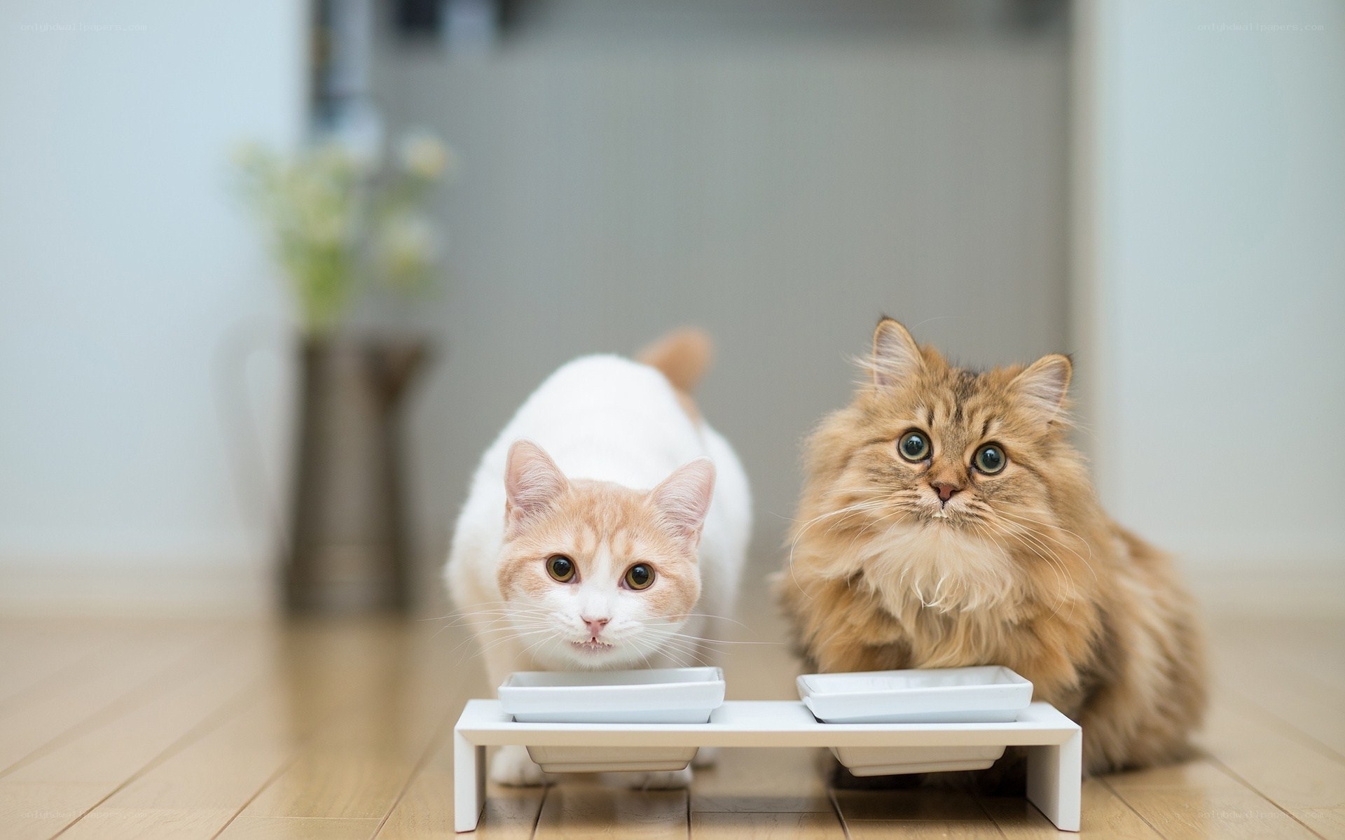 Two cats at a feeding station