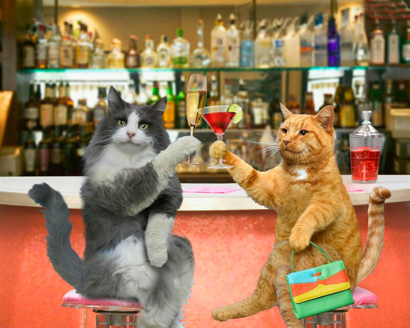 Two Cats at Bar