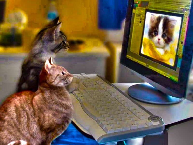 Two Cats at Computer