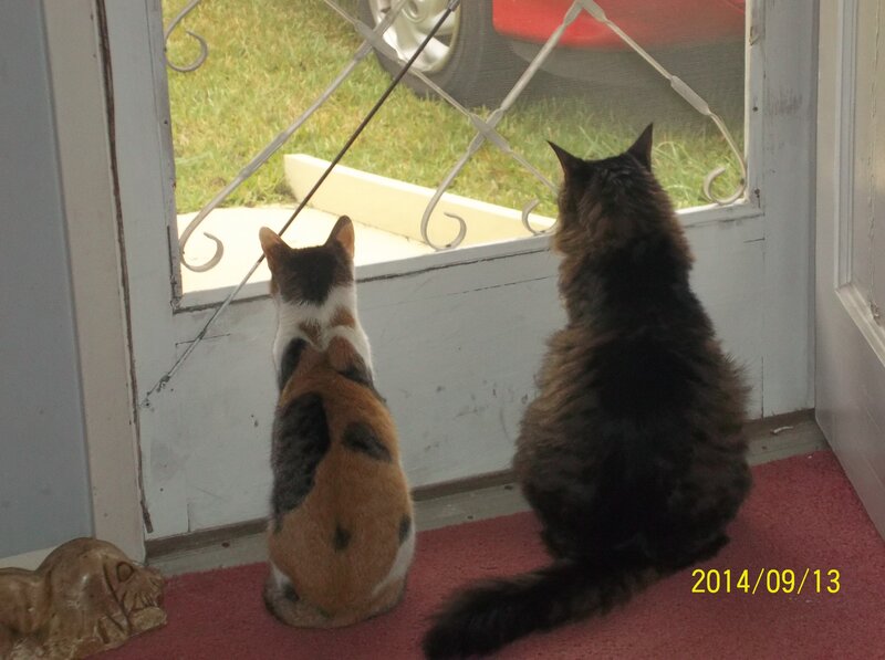 Two Cats at Door