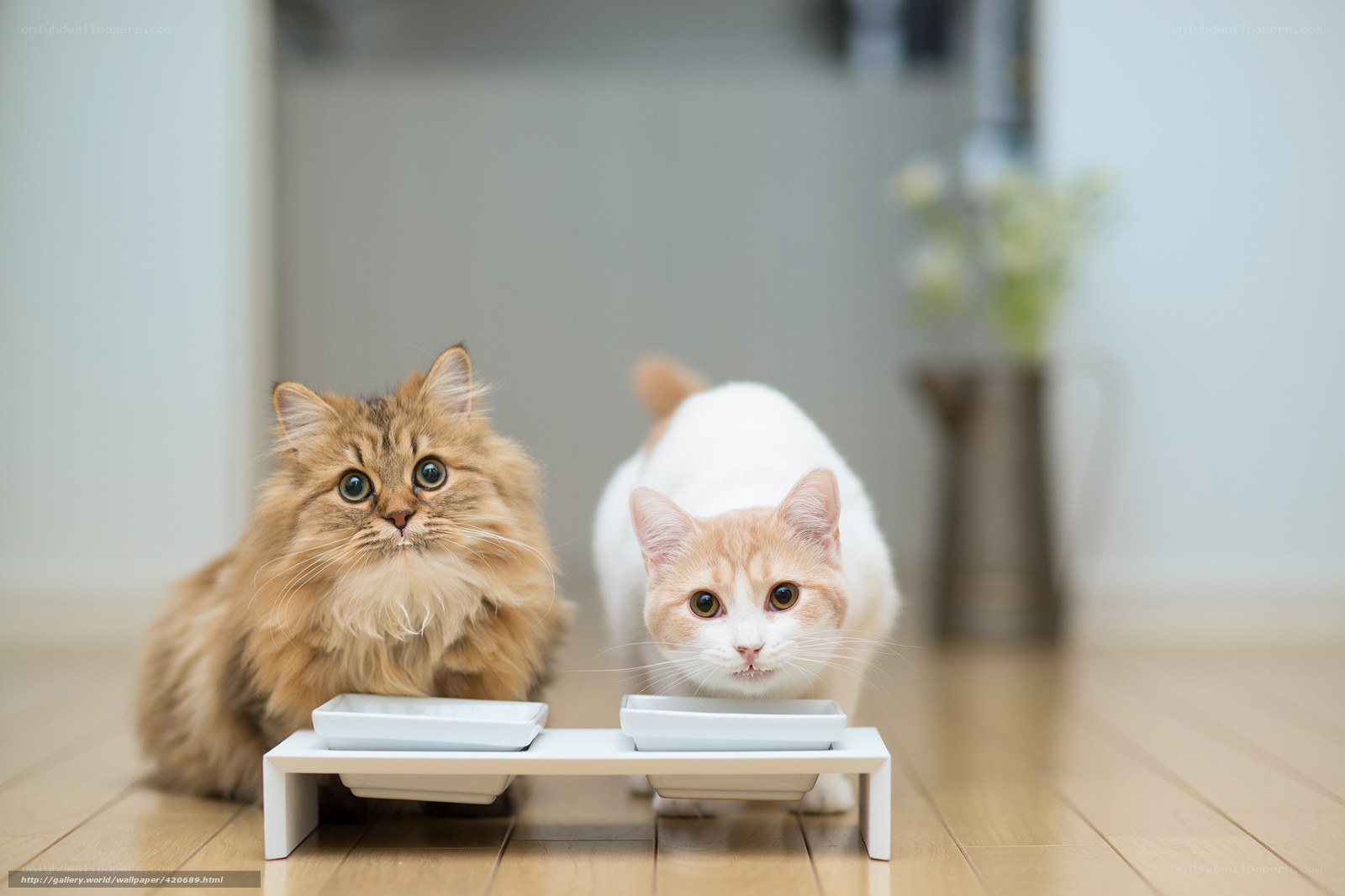 Two cats at feeding station