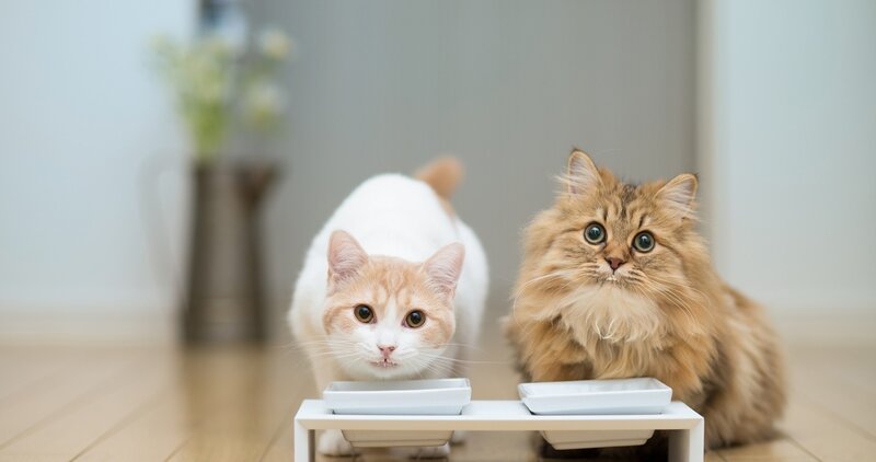 Two Cats at Food Bowls