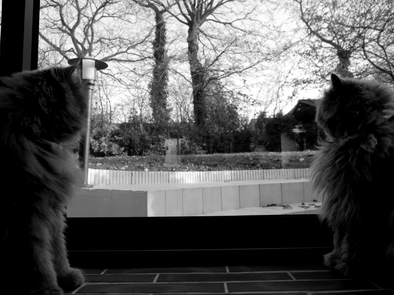 Two cats at the window