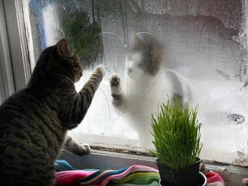 Two Cats at Window — Gray