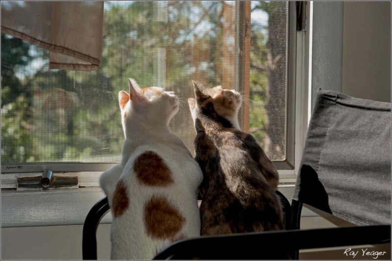 Two Cats at Window