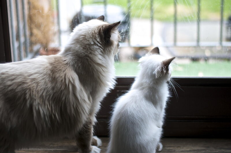 Two Cats at Window — White