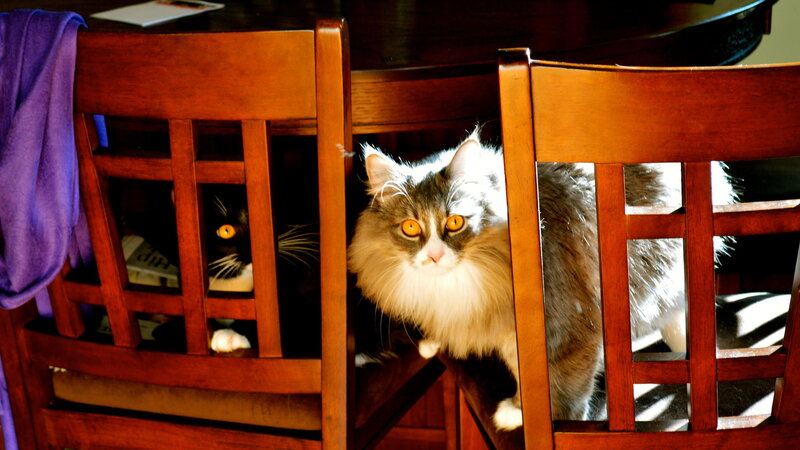 Two Cats Behind Chairs