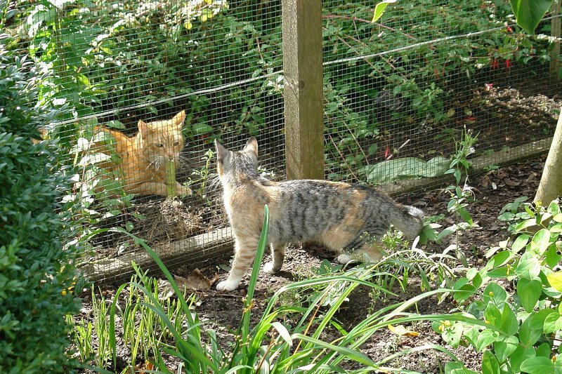 Two Cats Behind Fence