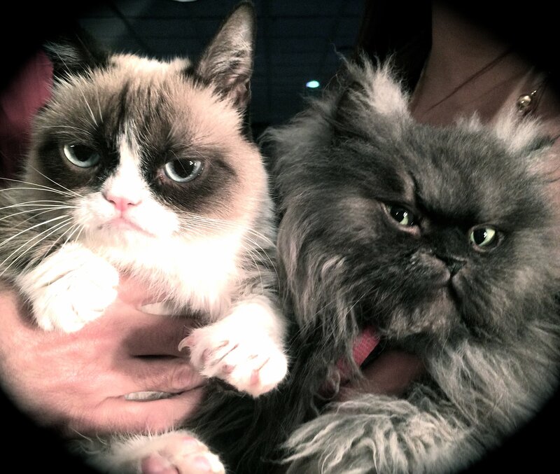 Two Cats Being Held