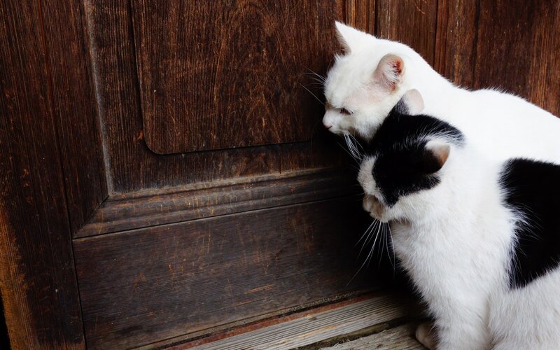 Two Cats by Door