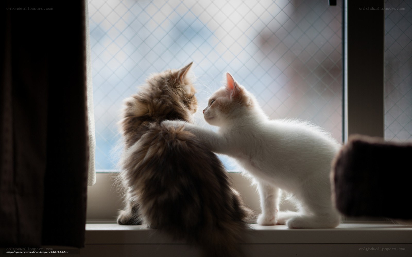 Two cats by the window