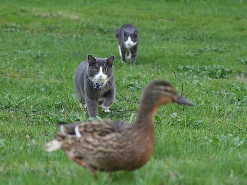 Two Cats Chasing Duck