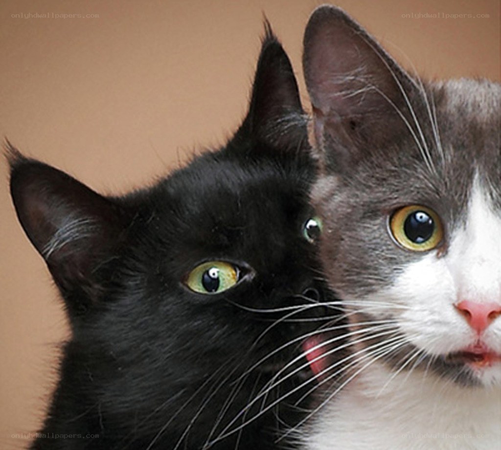 two cats close together