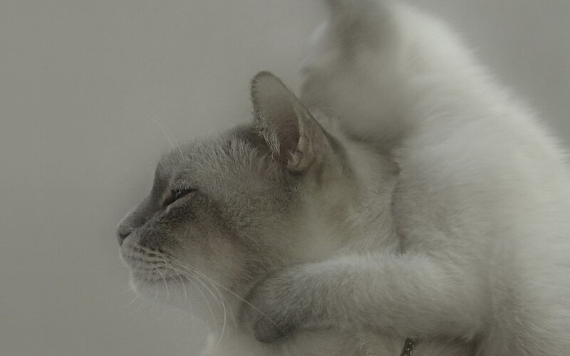 two cats cuddling