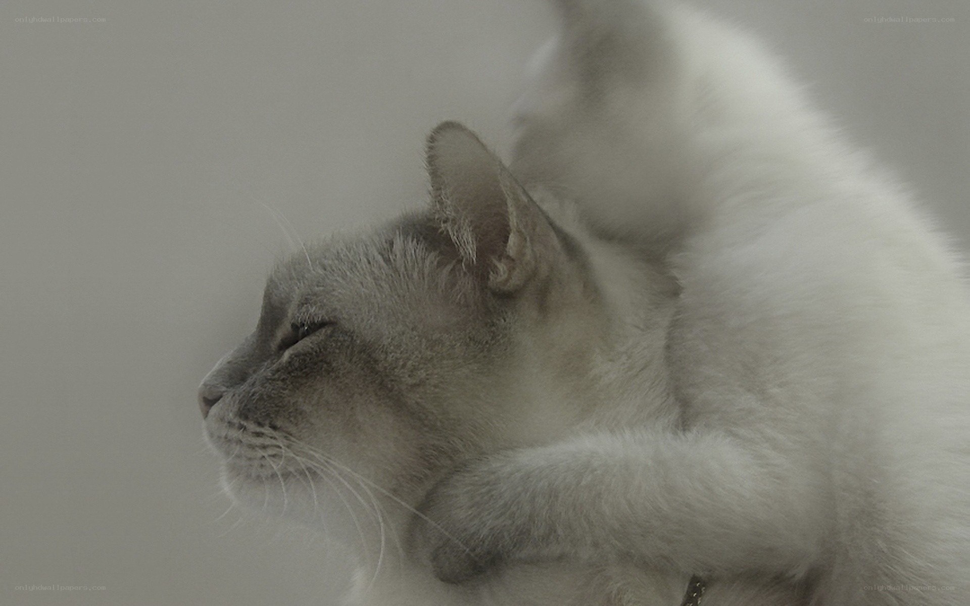 two cats cuddling